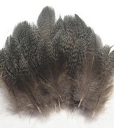 Capercailli neck feathers